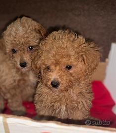 Barboncini toy e mini toy