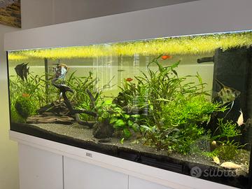 Acquario 180 litri