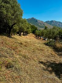 Oliveto di 7500 mq
