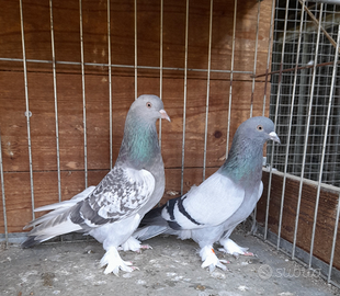 Colombi razza Takla Turco