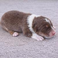 Cucciolo Pastore Australiano