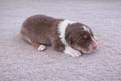 Cucciolo Pastore Australiano