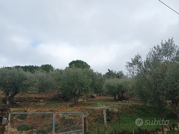 Terreno 1400 mq edificabile in zona Corvo Nissoria