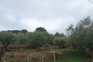 Terreno 1400 mq edificabile in zona Corvo Nissoria