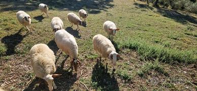 Pecore montone comisana