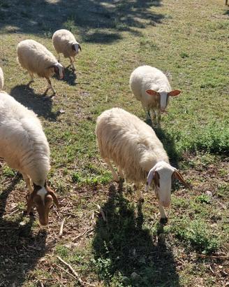Pecore montone comisana