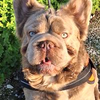 BIG ROPE FLUFFYl4 Stallone/Monta Bulldog Francese