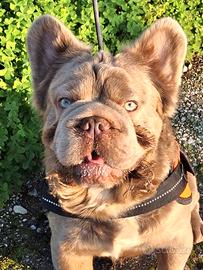 BIG ROPE FLUFFYl4 Stallone/Monta Bulldog Francese