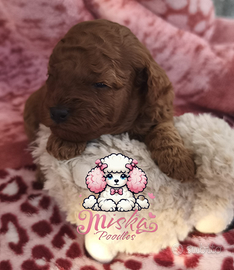 Barboncini Toy allevamento