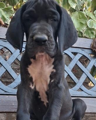 Cucciole femmine di alano nero