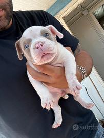 Americanbully 2 Cucciole 2 mesi