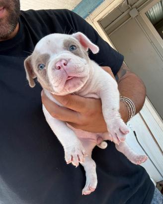 Americanbully 2 Cucciole 2 mesi