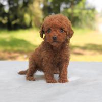 Cucciola di Barboncino