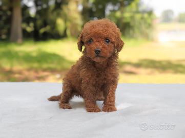 Cucciola di Barboncino