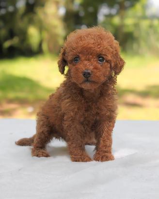 Cucciola di Barboncino