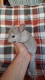 Baby Cincillà