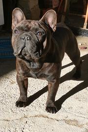 Bulldog Francese MASCHIO per "MONTA"