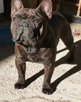 Bulldog Francese MASCHIO per "MONTA"