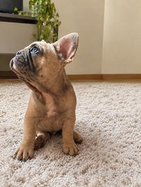 Bulldog francese