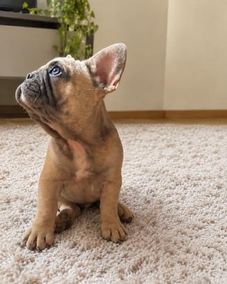 Bulldog francese