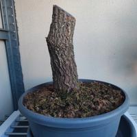 prebonsai olmo campestre