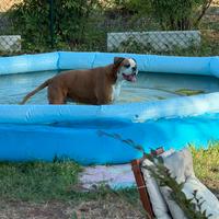 Petsitter