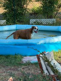 Petsitter