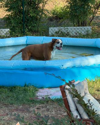 Petsitter