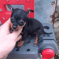 Cuccioli di Pinscher maschi e femmine