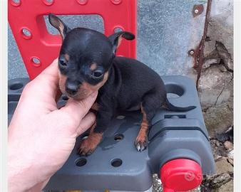 Cuccioli di Pinscher maschi e femmine