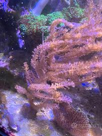Gorgonia rosa corallo molle acquario marino