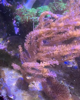 Gorgonia rosa corallo molle acquario marino