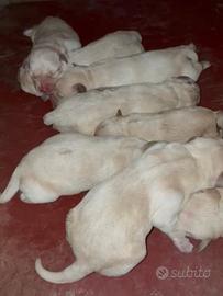 Cuccioli di Labrador Maschi