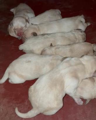 Cuccioli di Labrador Maschi