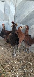 Galline