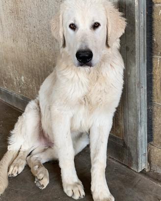 Cucciolo pastore maremmano 7 mesi