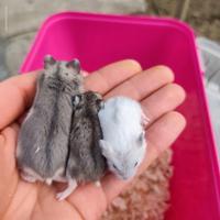 Criceti russi cuccioli