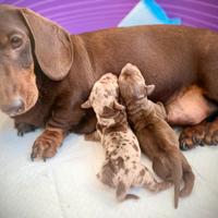 Cuccioli di bassotto tedesco con Pedigree Enci