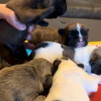 Cuccioli bulldog francese fulvi pedigree Enci
