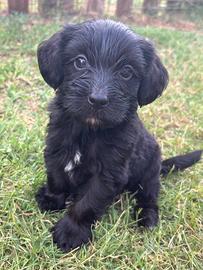 Cuccioli Maltipoo