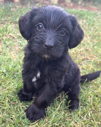 Cuccioli Maltipoo