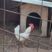 Galli galline e chioccia