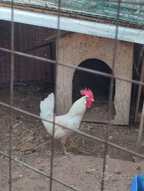 Galli galline e chioccia