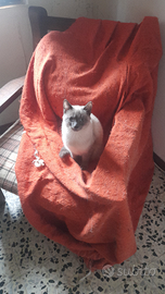 Casa per 4 splendidi gattini