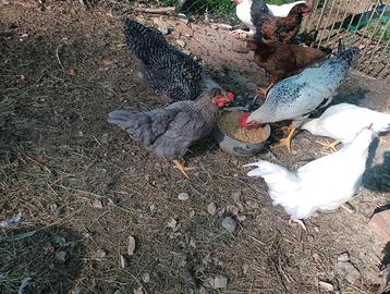 Galline e Galli 4 mesi e pulcinotti di 2/3mesi