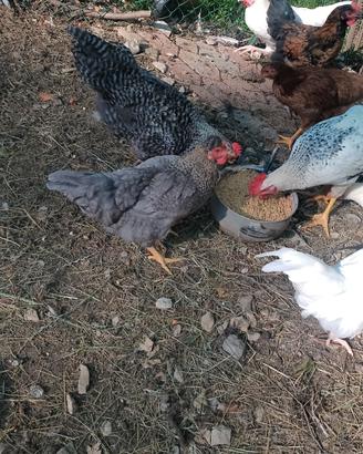 Galline e Galli 4 mesi e pulcinotti di 2/3mesi