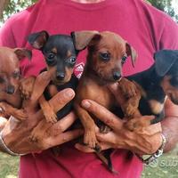 Pinscher femmine di due mesi