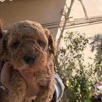 Barboncino albicocca