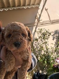 Barboncino albicocca