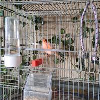 Canarina Arlecchino portoghese